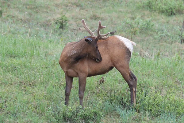 Elk against the  Brown-headed Cowbird, the Elk scare away the  Brown-headed Cowbird , Canada