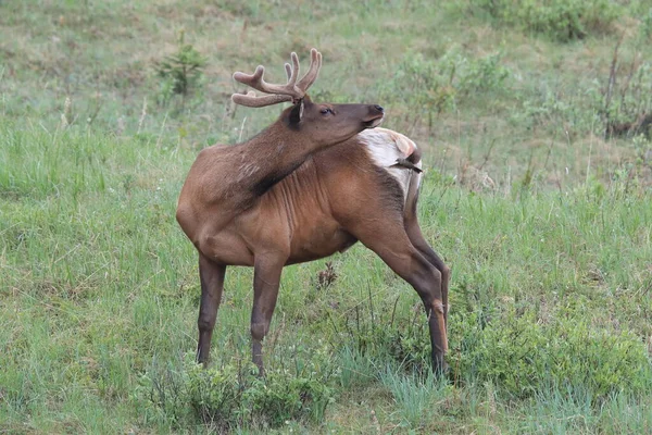Elk Melawan Cowbird Berambut Cokelat Elk Menakut Nakuti Cowbird Berambut — Stok Foto