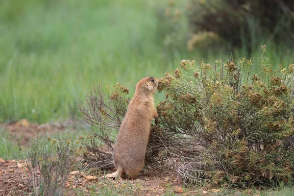 Utah Prairie Dog Bryce Canyon Nationalpark — Stockfoto