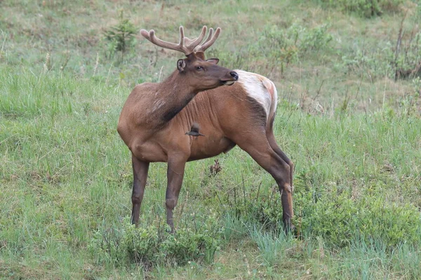 Elk Contra Cowbird Cabeza Marrón Elk Ahuyenta Cowbird Cabeza Marrón — Foto de Stock