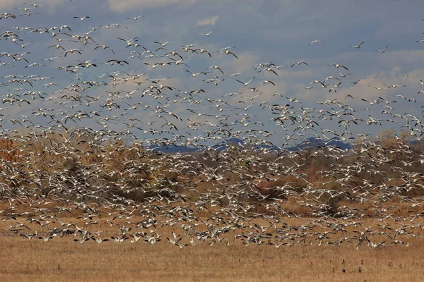 Schneegänse Der Morgendämmerung Bosque Del Apache New Mexico — Stockfoto