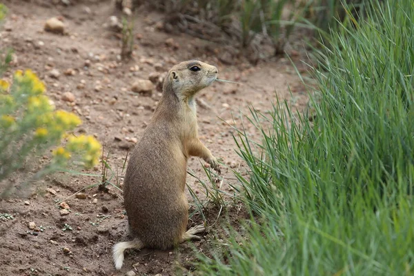 Utah Prairie Dog Parque Nacional Bryce Canyon — Foto de Stock