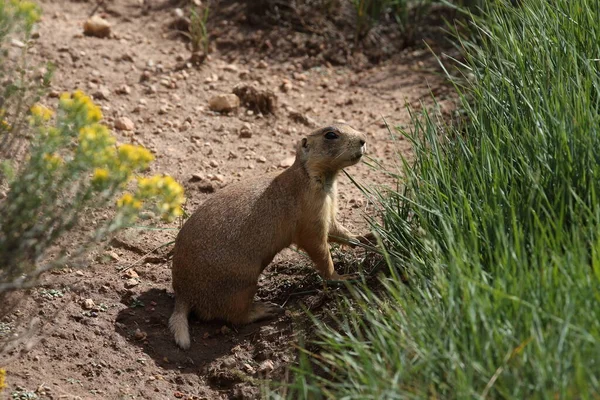 Utah Prairie Dog Parque Nacional Bryce Canyon — Foto de Stock