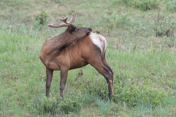 Elk against the  Brown-headed Cowbird, the Elk scare away the  Brown-headed Cowbird , Canada