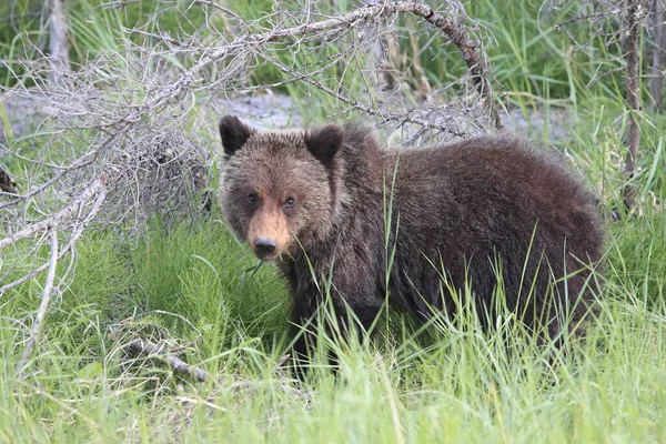 Giovane Grizzly Orso Roccie Canadesi — Foto Stock