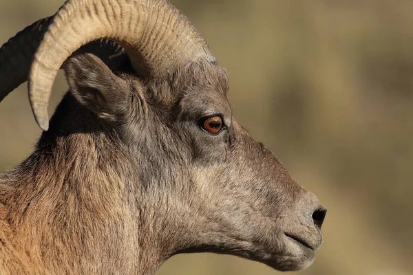 Bighorn Sheep Yellowstone — Fotografia de Stock