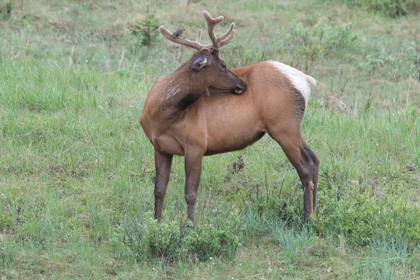 Elk against the  Brown-headed Cowbird, the Elk scare away the  Brown-headed Cowbird , Canada