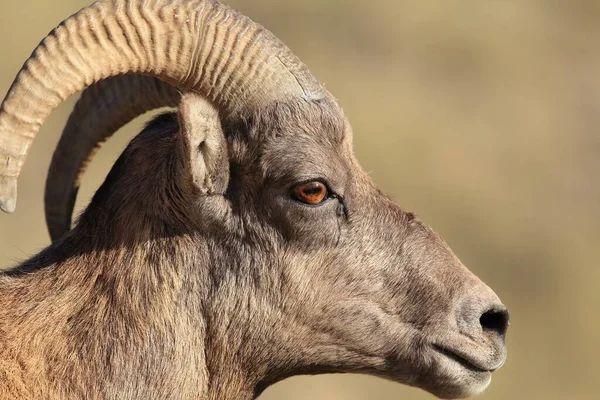 Oveja Bighorn Yellowstone — Foto de Stock