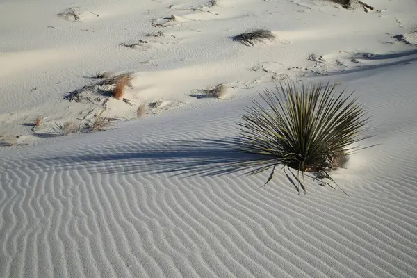 White Sands National Monument New Mexico — Stock Photo, Image