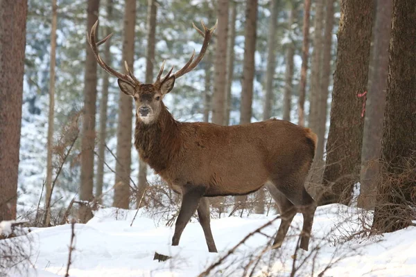 Cervo Rosso Cervus Elaphus Piedi Nella Neve Invernale Germania — Foto Stock