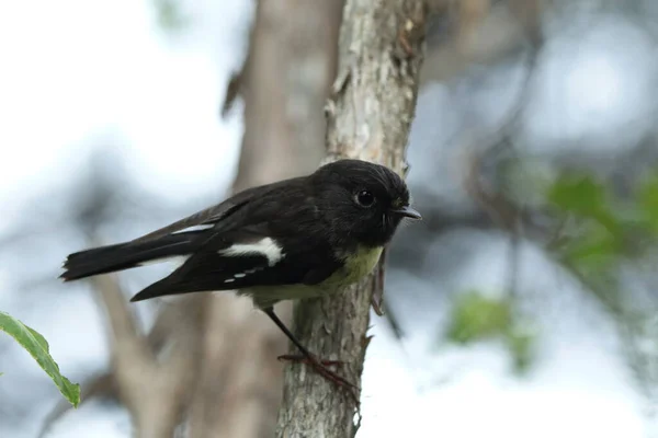 Tomtit Petroica Makrocephala Yeni Zelanda — Stok fotoğraf