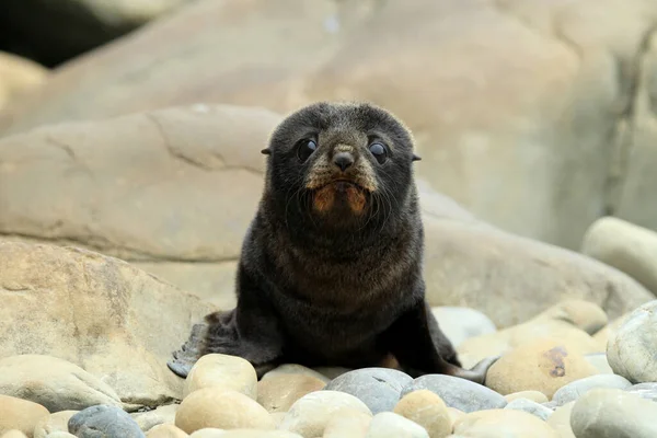 New Zealand sea lion (Phocarctos hookeri) Cub New Zealand