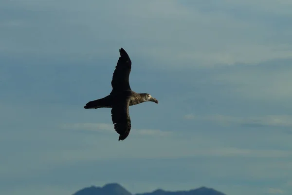 Kuzey Devi Petrel Makronectes Halli — Stok fotoğraf