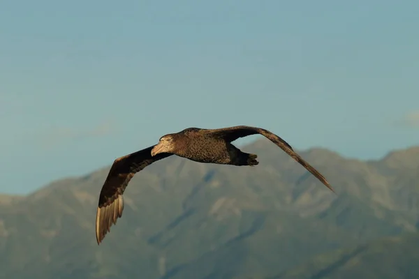 Northern Giant Petrel Macronectes Halli — Stock Photo, Image