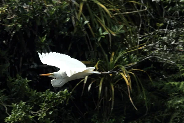 Stor Egret Koloni Whataroa Nya Zeeland — Stockfoto