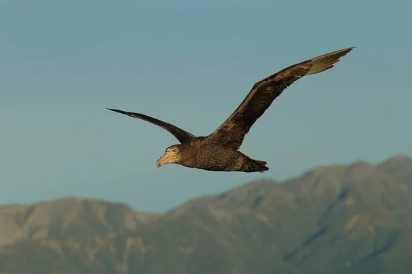 Petrel Gigante Norte Macronectes Halli — Fotografia de Stock