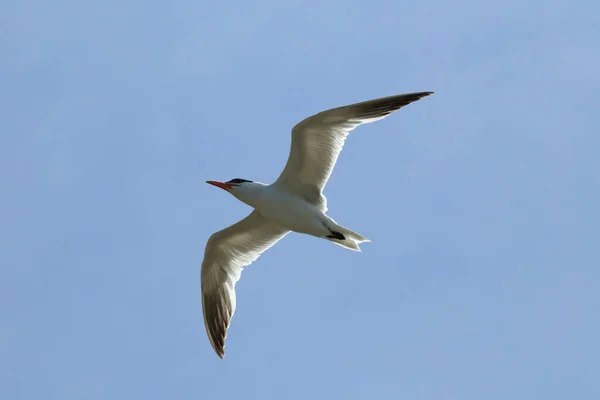 Kaspische Stern Nieuw Zeeland — Stockfoto