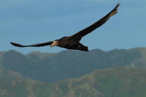 Severní Giant Petrel Macronectes Halli — Stock fotografie