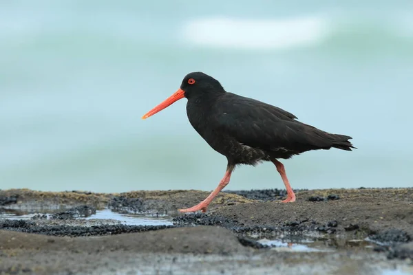 아프리카 검은머리물떼새 Haematopus Moquini 뉴질랜드 — 스톡 사진