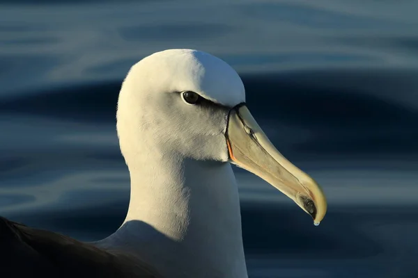 Salvin Albatross Thalassarche Salvini Mar Nova Zelândia — Fotografia de Stock