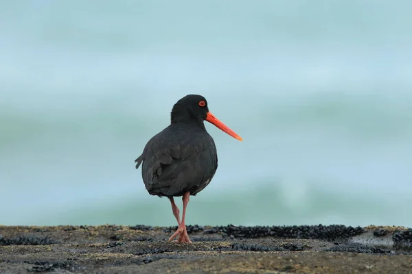 Africano Oystercatcher Africano Preto Oystercatcher Haematopus Moquini Nova Zelândia — Fotografia de Stock