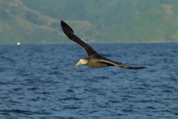 North Giant Petrel Macronectes Halli — стокове фото