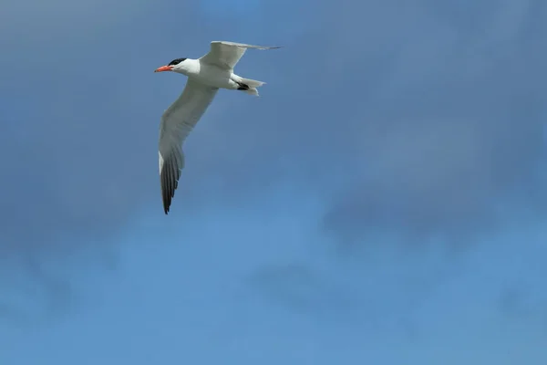 Caspian Tern Nova Zelândia — Fotografia de Stock