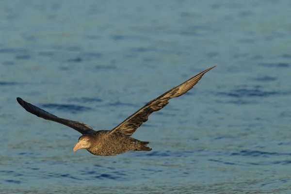 Petrel Gigante Del Norte Macronectes Halli — Foto de Stock