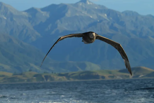 Petrel Gigante Norte Macronectes Halli — Fotografia de Stock