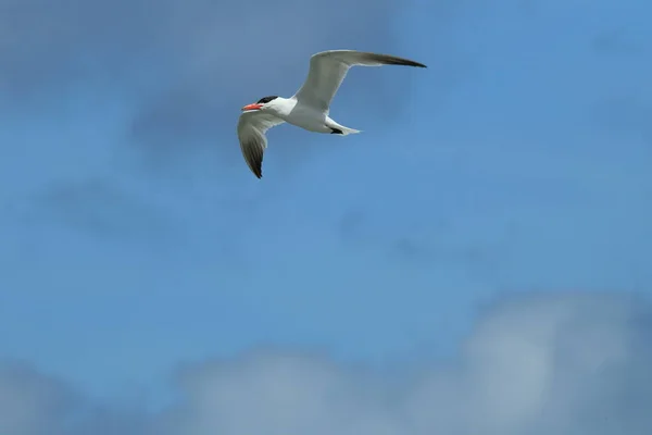 Kaspische Stern Nieuw Zeeland — Stockfoto