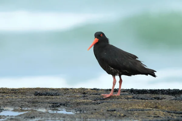 African Oystercatcher African Black Oystercatcher Haematopus Moquini Новая Зеландия — стоковое фото