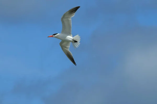 Kaspische Stern Nieuw Zeeland — Stockfoto