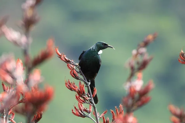 Tui Prosthemadera Novaeseelandiae Natuurlijke Habitat Nieuw Zeeland — Stockfoto