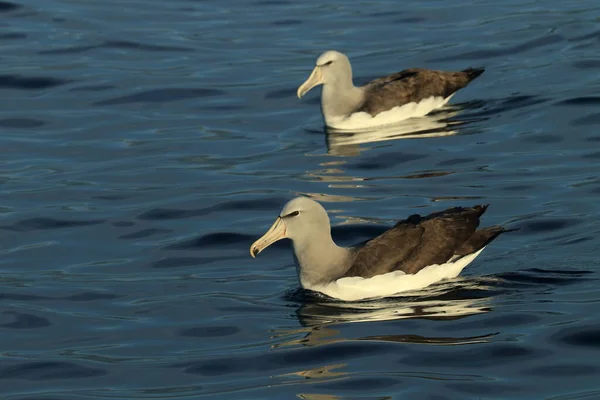 Albatross Salvin Thalassarche Salvini Mare Nuova Zelanda — Foto Stock