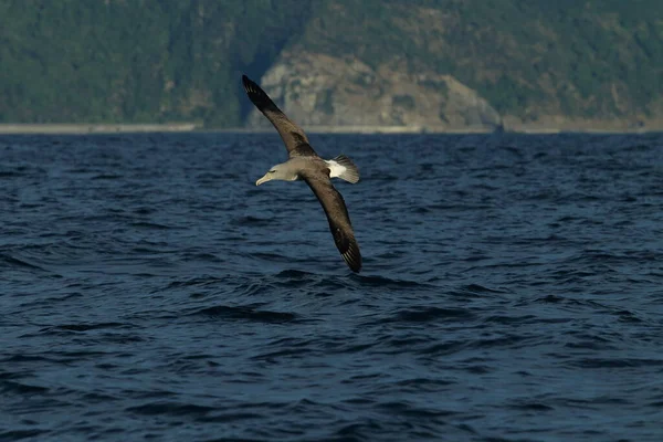 Salvin Albatross Thalassarche Salvini Tengeren Zéland — Stock Fotó