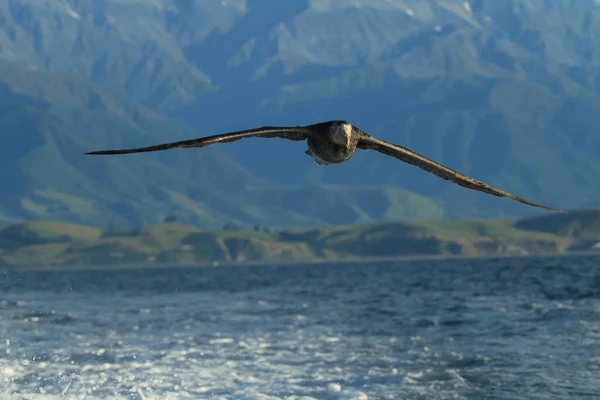 Northern Giant Petrel Macronectes Halli — Stock Photo, Image