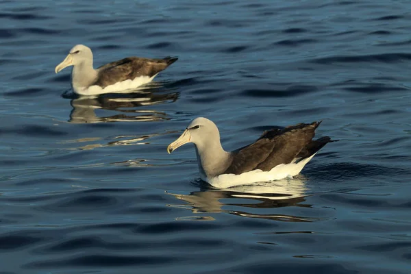 Albatross Salvin Thalassarche Salvini Mare Nuova Zelanda — Foto Stock