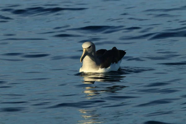 Salvin Albatross Thalassarche Salvini Mar Nova Zelândia — Fotografia de Stock