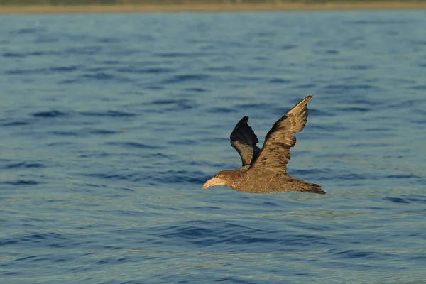 Petrel Gigante Del Norte Macronectes Halli — Foto de Stock