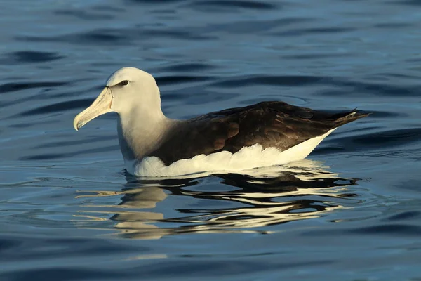 Salvin Albatros Thalassarche Salvini Yeni Zelanda Denizinde — Stok fotoğraf