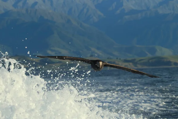 Northern Giant Petrel Macronectes Halli — Stock Photo, Image