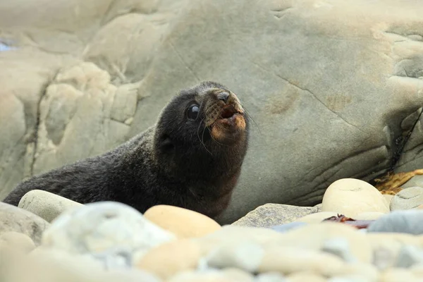 New Zealand Sea Lion Phocarctos Hookeri Cub New Zealand — Stock Photo, Image