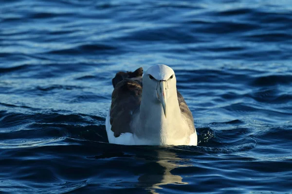 Albatros Salvin Thalassarche Salvini Mar Nueva Zelanda —  Fotos de Stock
