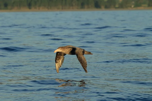 Kuzey Devi Petrel Makronectes Halli — Stok fotoğraf