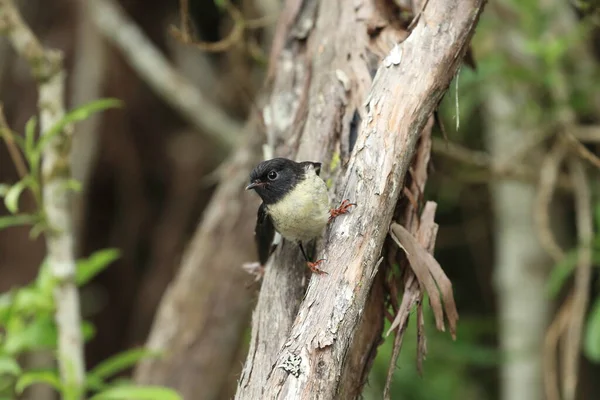 Tomtit Petroica Macrocephala Nova Zelândia — Fotografia de Stock