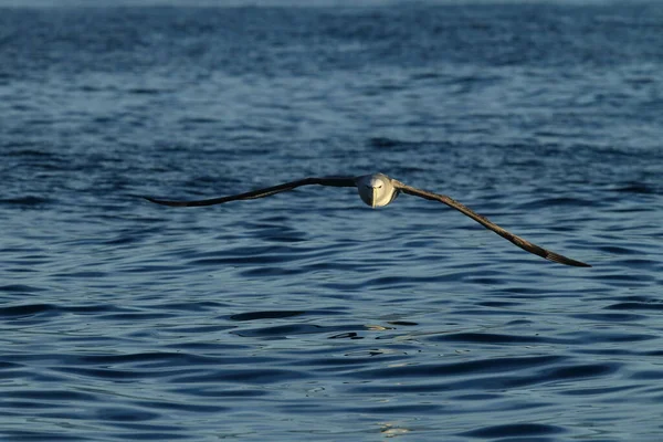 Salvinův Albatros Thalassarche Salvini Moři Nový Zéland — Stock fotografie