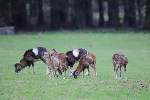 Europese Mufflon Ovis Orientalis Grasland Wild Dier Natuurlijke Habitat Saksen — Stockfoto