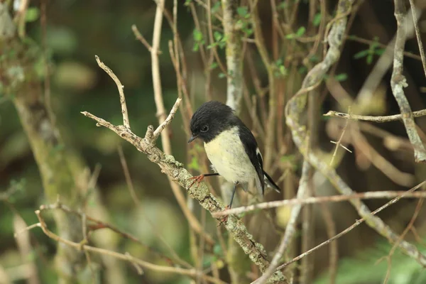 Tomtit Petroica Macrocephala Нова Зеландія — стокове фото