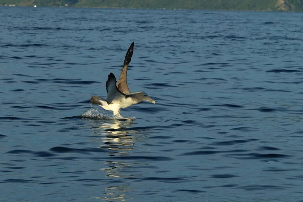 Salvin Albatross Thalassarche Salvini Mar Nova Zelândia — Fotografia de Stock