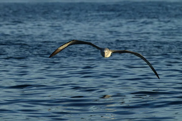 Salvin Albatros Thalassarche Salvini Yeni Zelanda Denizinde — Stok fotoğraf